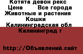 Котята девон рекс › Цена ­ 1 - Все города Животные и растения » Кошки   . Калининградская обл.,Калининград г.